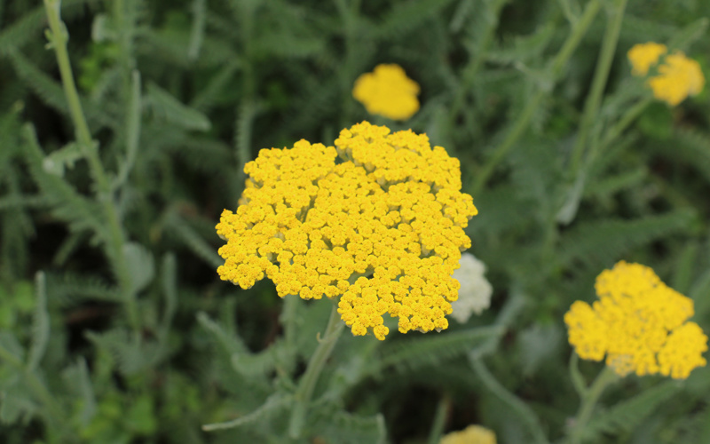 Yellow flowers of moonshine yarrow (Achillea 'moonshine')
